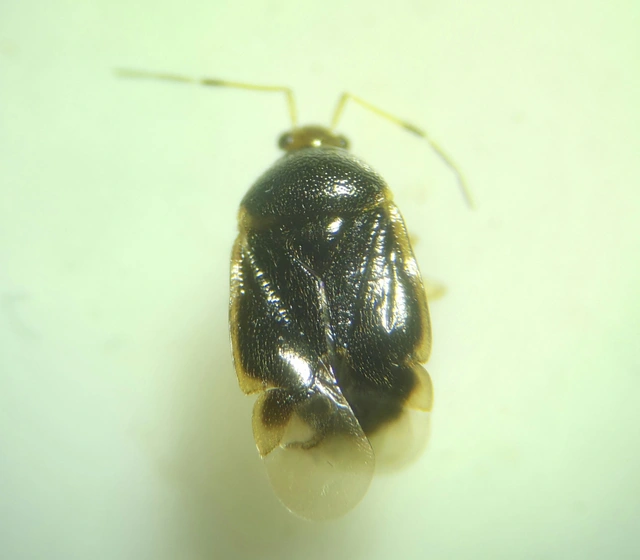 Monalocoris filicis - páfránypoloska