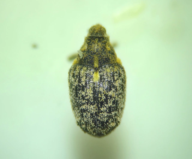 Ceutorhynchus pallidactylus - szőrös repce-ceutormányos