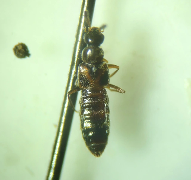Bolitochara obliqua - sötét tarkaholyva