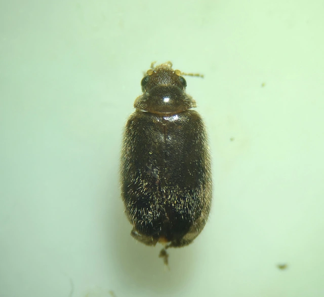 Scirtidae - rétbogárfélék