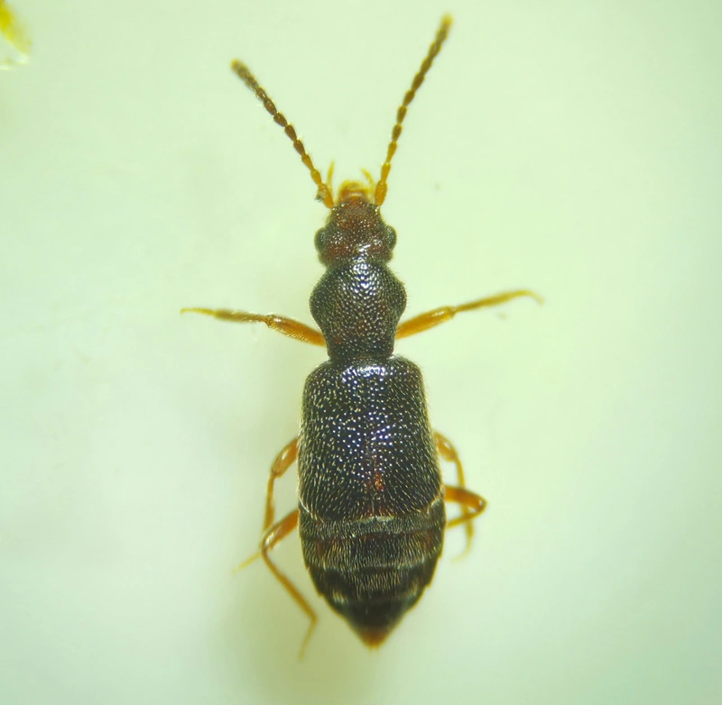 Lesteva punctata - csermelyfutó felemásholyva