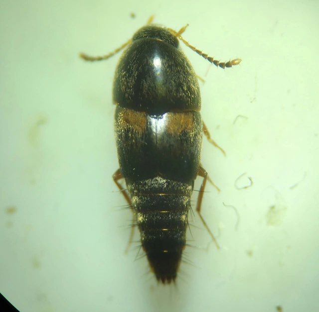 Sepedophilus bipustulatus - taplókedvelő pihésholyva Sepedophilus bipustulatus - taplókedvelő pihésholyva