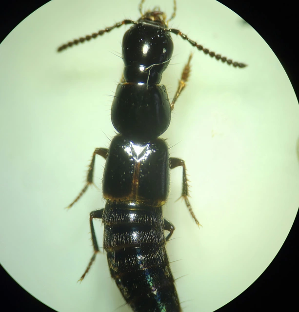 Quedius cinctus - szegélyes mohaholyva