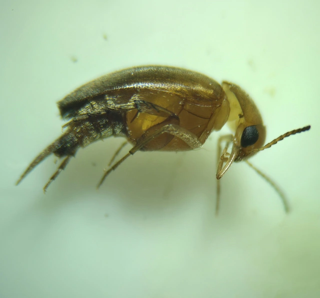 Mordellidae - marókafélék