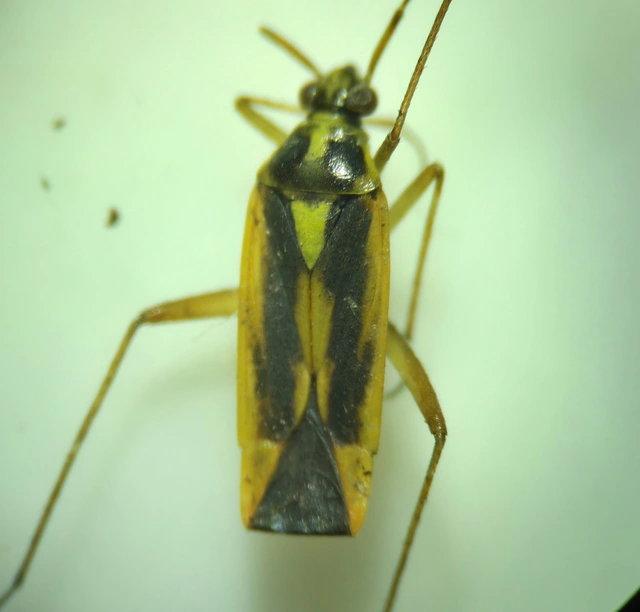 Stenotus binotatus - kétfoltos mezeipoloska