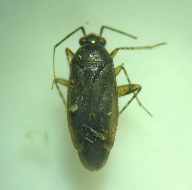 Plagiognathus arbustorum