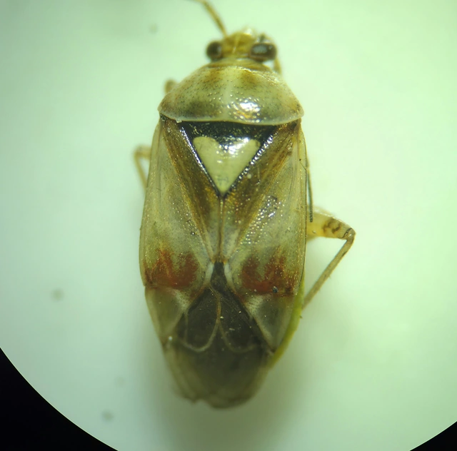 Lygus pratensis - változó mezeipoloska