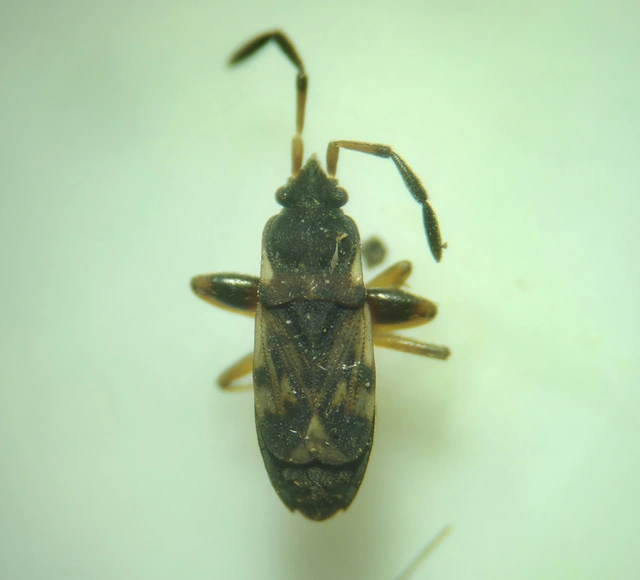 Scolopostethus Scolopostethus