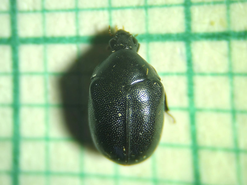 Orphilus niger - közönséges csupaszporva