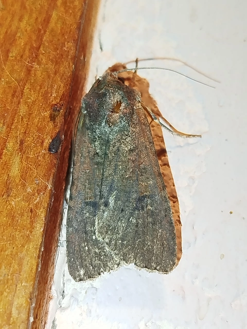 Peridroma saucia - vándor földibagoly