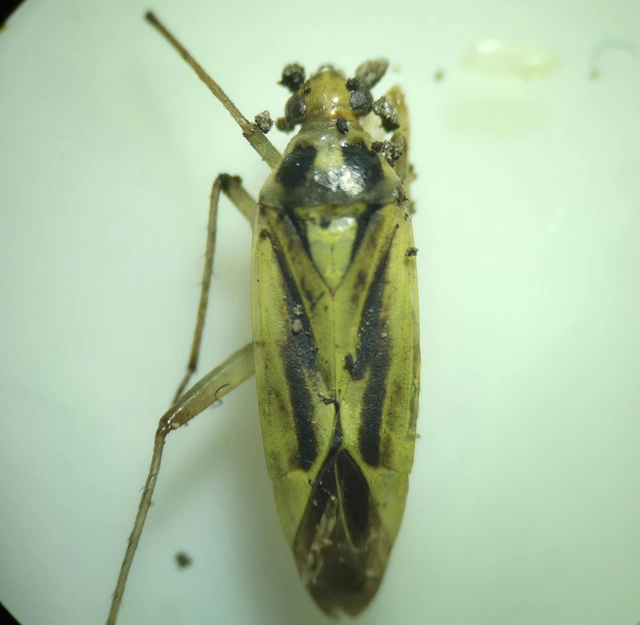 Stenotus binotatus - kétfoltos mezeipoloska