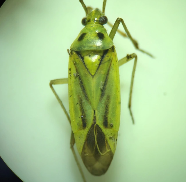 Stenotus binotatus - kétfoltos mezeipoloska