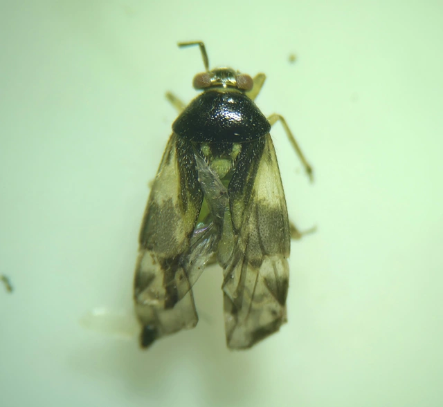 Orthops