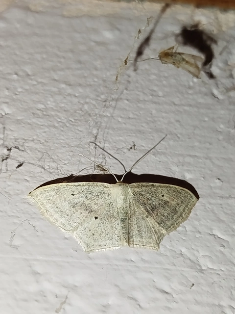 Scopula flaccidaria - alföldi sávosaraszoló