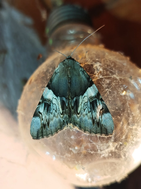 Catocala fulminea - galagonya-övesbagoly