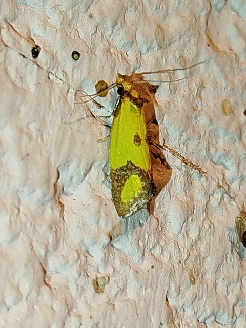 Agapeta zoegana - barnacsíkos sárgamoly