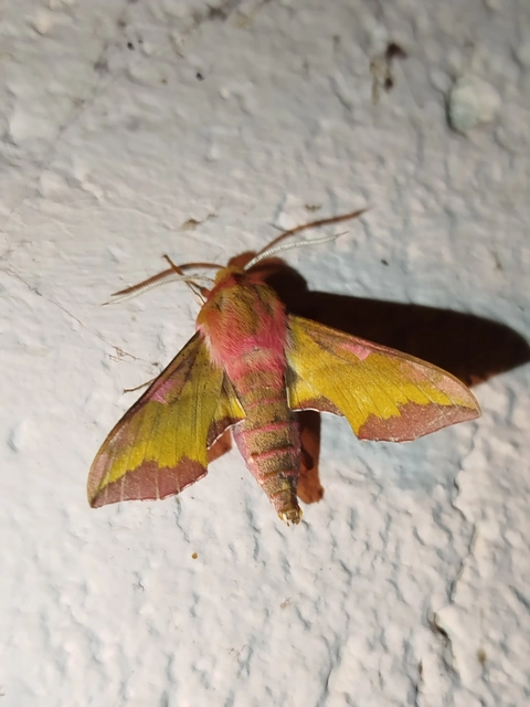 Deilephila porcellus - piros szender