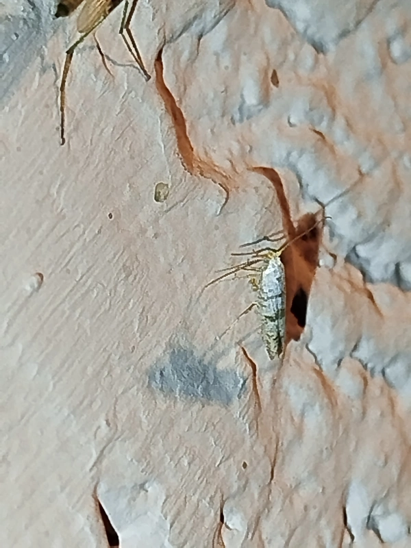 Argyresthia thuiella - tujafúró ezüstmoly
