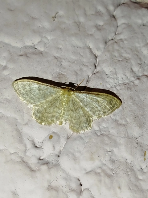 Idaea dilutaria - napvirág-apróaraszoló