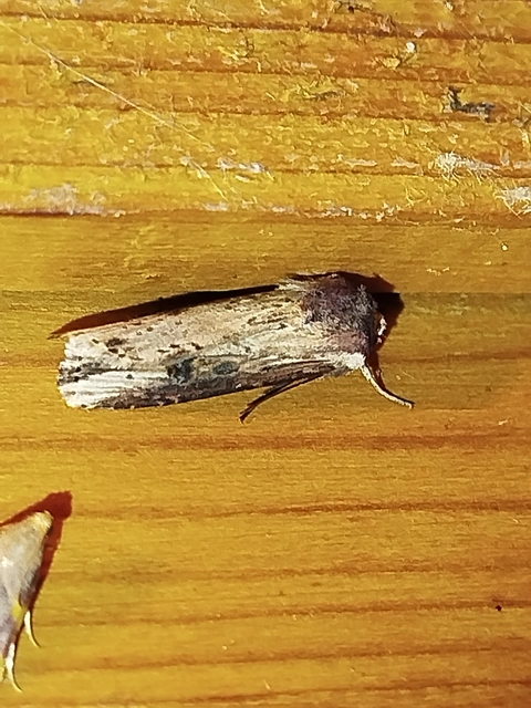 Axylia putris - vonalkás földibagoly