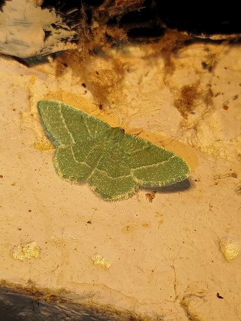 Phaiogramma etruscaria - fehérpettyes zöldaraszoló