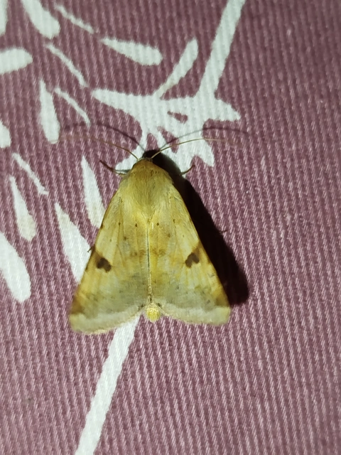 Heliothis peltigera - nagy veteménybagoly