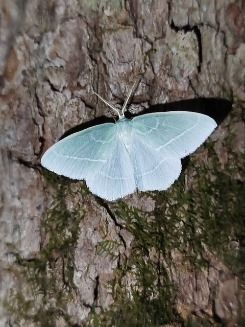 Hemistola chrysoprasaria - kékes zöldaraszoló