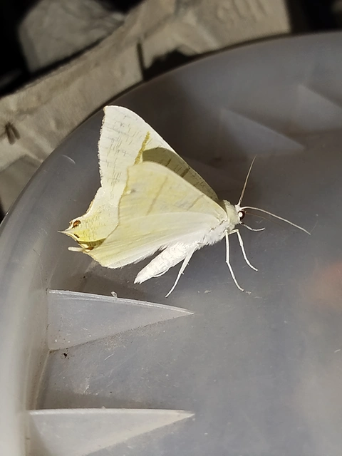 Ourapteryx sambucaria - fecskefarkú araszoló
