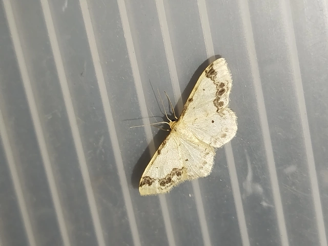 Idaea trigeminata - csúcsfoltos apróaraszoló