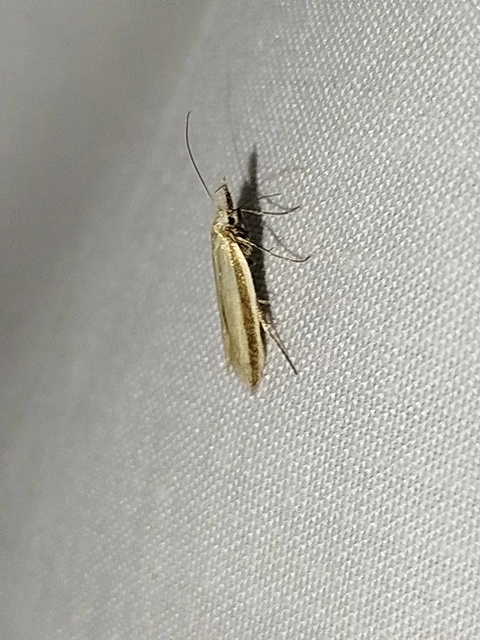 Pleurota aristella - ezüstsávos csíkosmoly