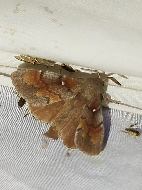 Dendrolimus pini - fenyőpohók