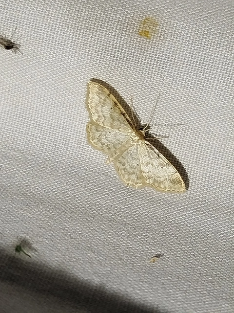 Idaea fuscovenosa - szürkeszélű apróaraszoló