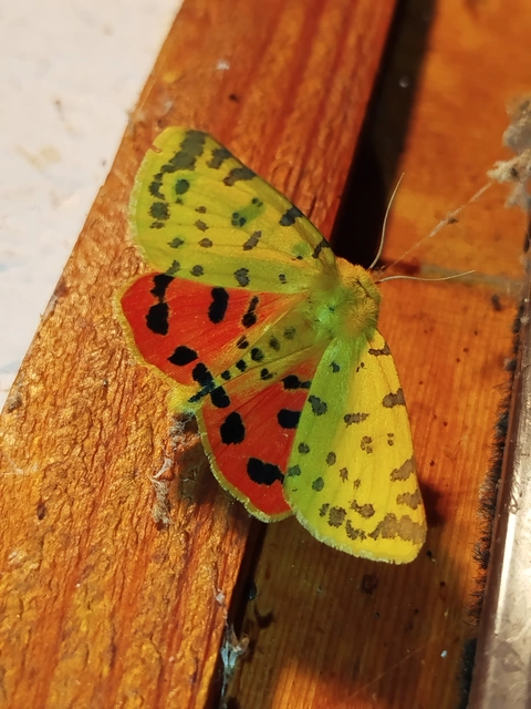 Rhyparia purpurata - bíborszínű medvelepke