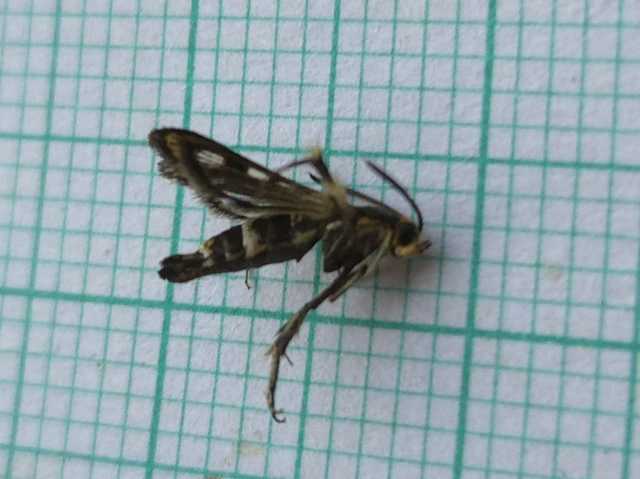 Sesiidae - szitkárfélék