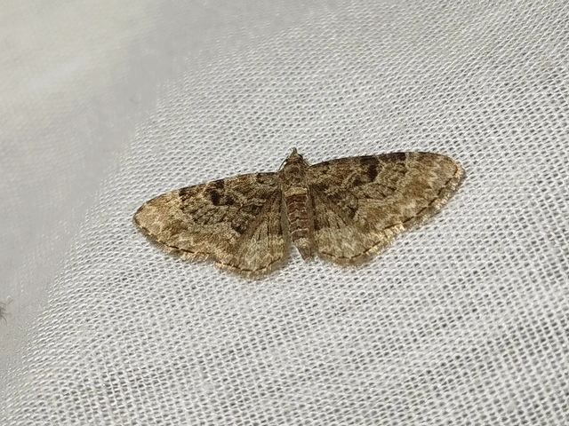 Eupithecia abietaria - nagyfoltú törpearaszoló