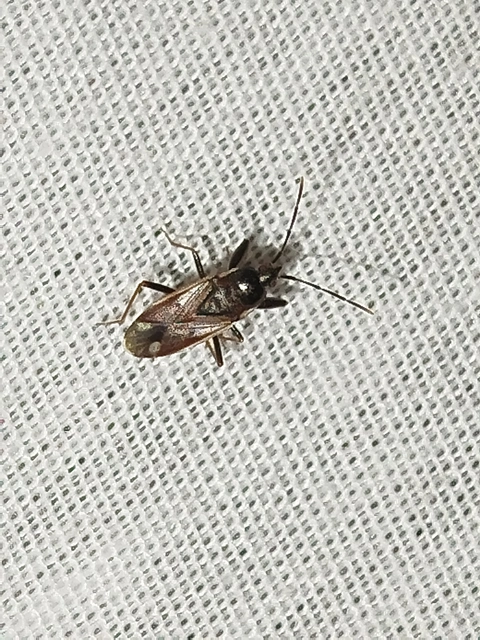 Eremocoris