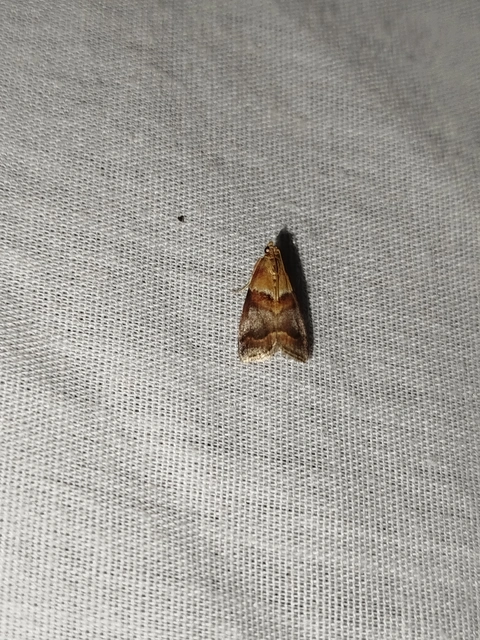 Acrobasis repandana - tarkamintás karcsúmoly