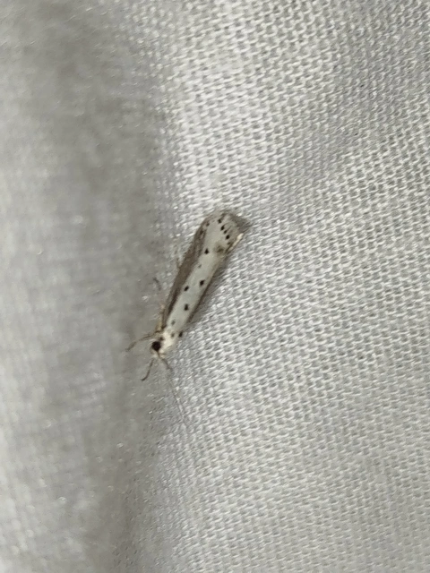 Ethmia terminella - hatpettyes feketemoly