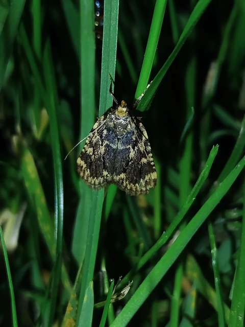 Aglossa signicostalis - hangyailonca
