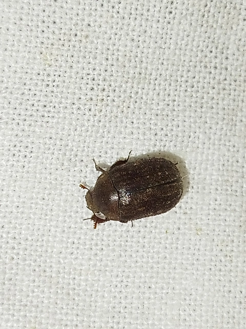 Aesalus scarabaeoides - szőrös szarvasbogár