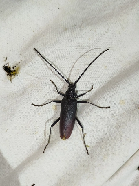 Cerambyx cerdo - nagy hőscincér