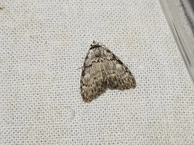 Meganola strigula - hamvas pamacsosszövő