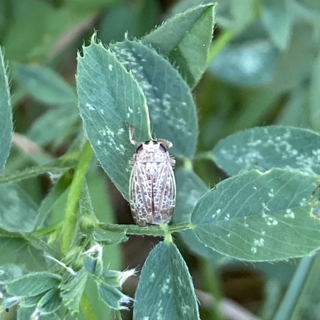 Allygidius abbreviatus