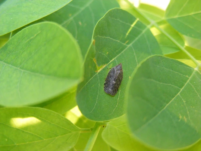 Cixidia pilatoi