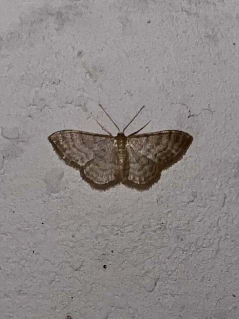 Idaea dilutaria - napvirág-apróaraszoló