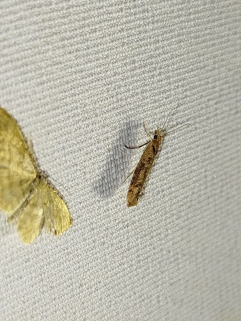 Ypsolopha ustella - csíkos tarkamoly