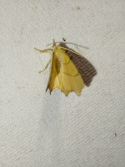 Ennomos erosaria - hársfa-levélaraszoló