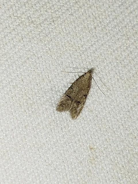 Teleiodes vulgella - galagonya-borzasmoly