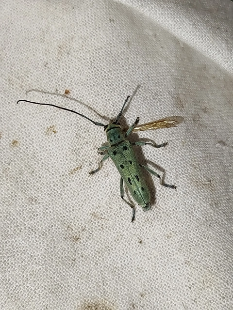 Saperda octopunctata - nyolcpontos cincér