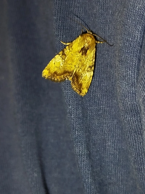 Loscopia scolopacina - csinos dudvabagoly